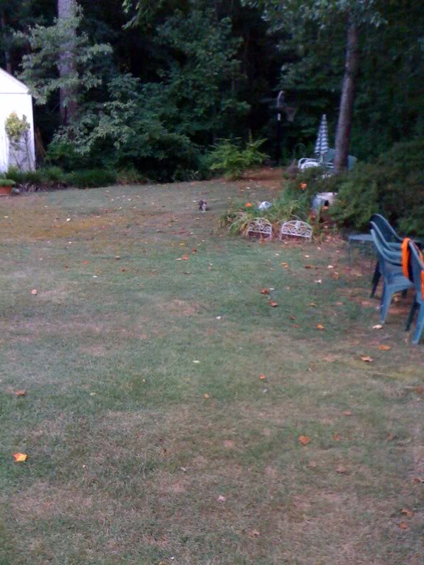 Awesome Possum