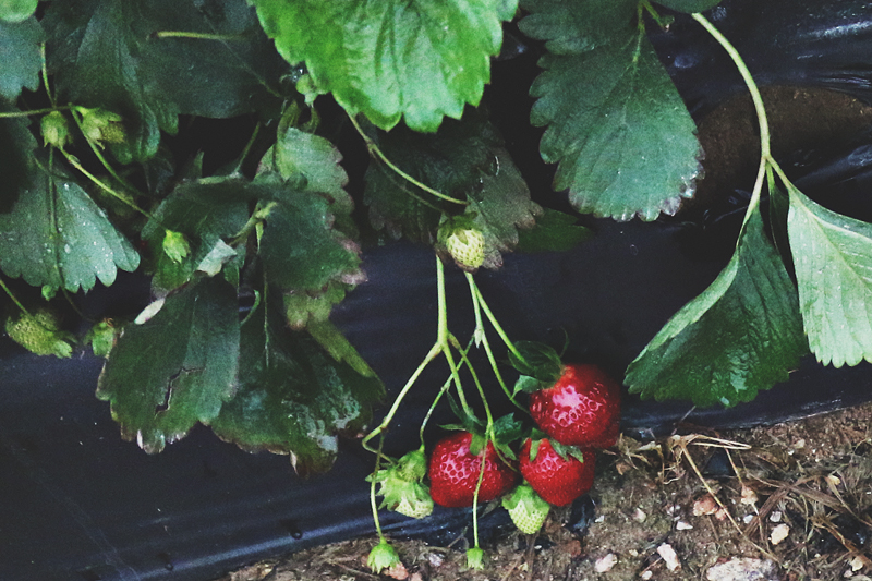Strawberry Picking - Bower Power