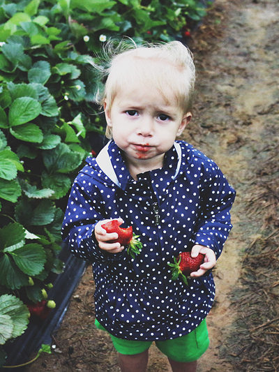 Strawberries and Photography