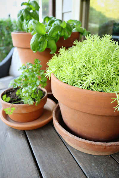 Easy Patio Makeover with Container Garden
