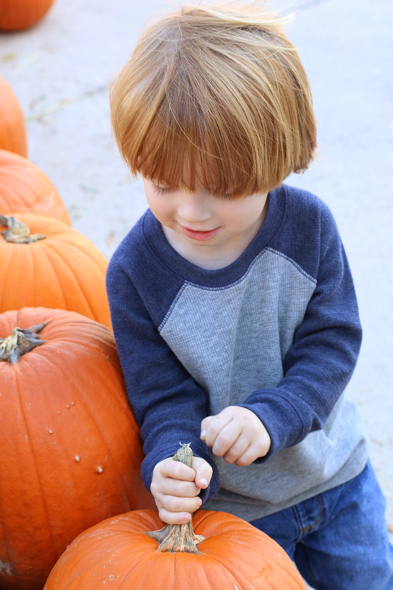 Pumpkin picking - Bower Power
