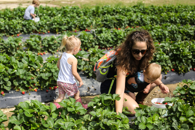 Strawberry Picking 2017