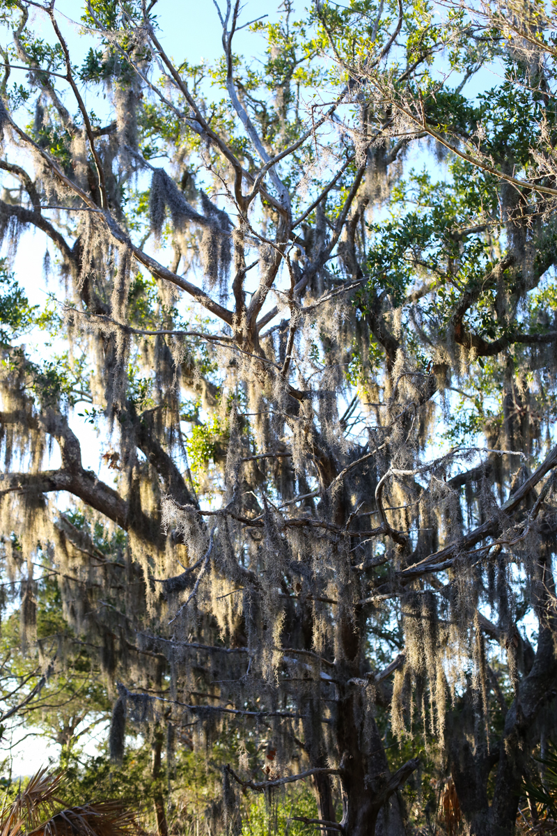 Unplugging in Jekyll Island - Bower Power-54
