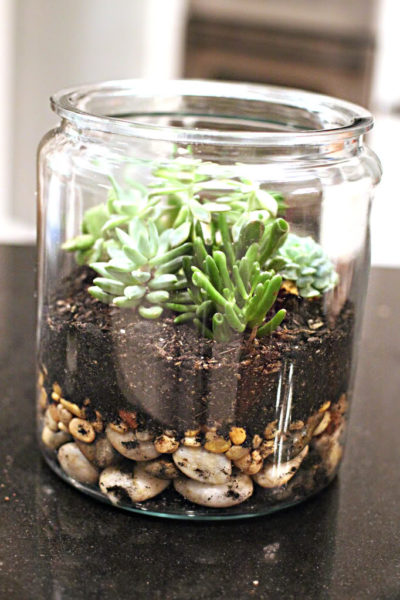 DIY Succulent Terrarium